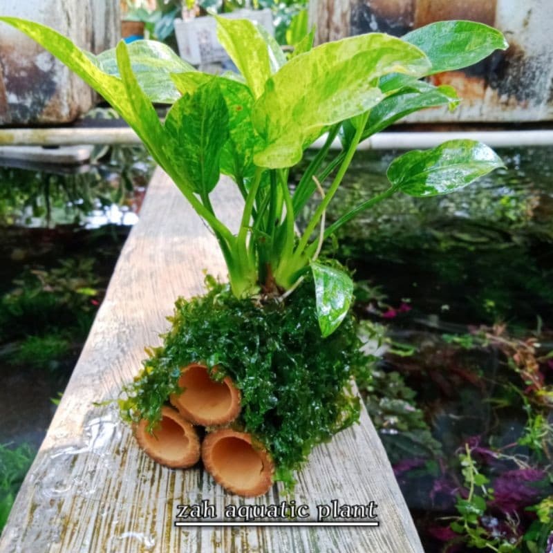 Review Rumah Udang Hias Bambu Moss: Murah & Natural